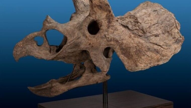 En EE. UU., se subastarán huesos de dinosaurios