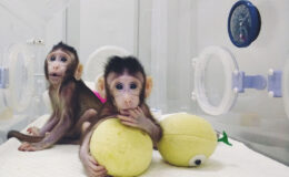Successful Cloning of Monkey Offspring in China