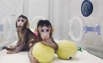 Successful Cloning of Monkey Offspring in China