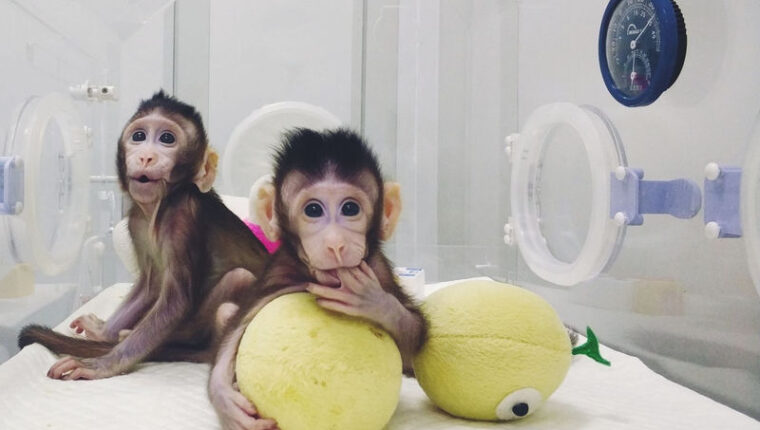 In China erfolgreich Affenbabys geklont