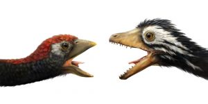 Почему у птиц нет зубов