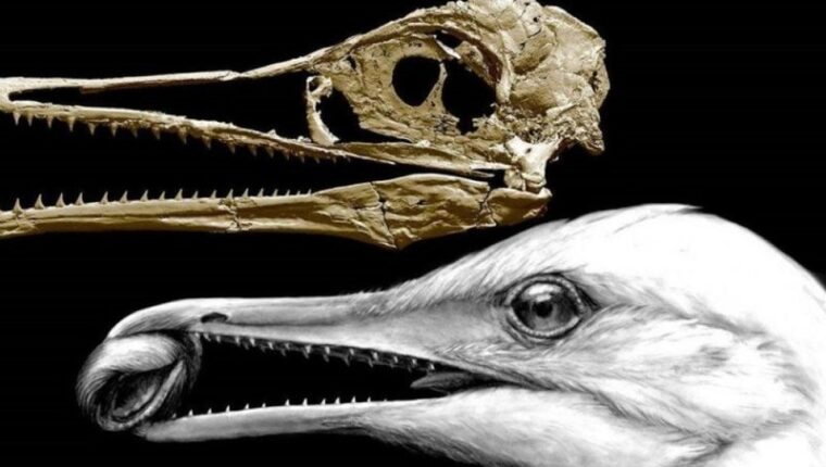 Pourquoi les oiseaux n'ont pas de dents — version des scientifiques Pourquoi les oiseaux n'ont pas de dents — version des scientifiques