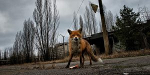 Чернобыль. Зона отчуждения