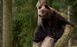 Tschernobyl. Sperrzone: Wiederherstellung der Fauna