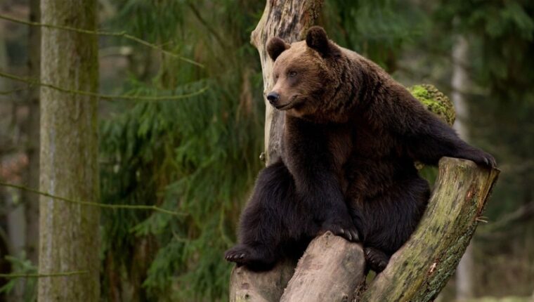 Chernobyl. Exclusion Zone: Fauna Recovery Chernobyl. Exclusion Zone: Fauna Recovery