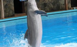 Delfin – ein intelligentes Säugetier