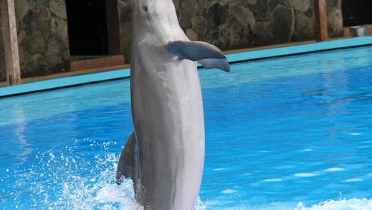 Delfin – ein intelligentes Säugetier Delfin – ein intelligentes Säugetier