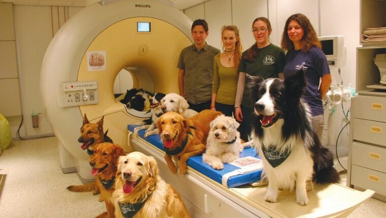 Dogs Understand Human Speech Dogs Understand Human Speech