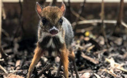 Alla zoo di Bristol si celebra la nascita di un topo cervo