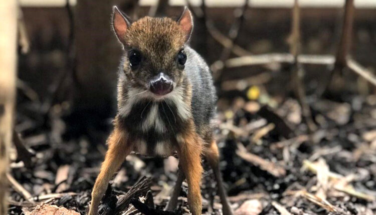 В Бристольском зоопарке отмечают рождение мыши-оленя