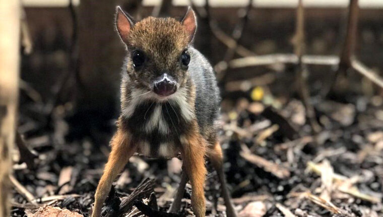 Naissance d'une souris-cerf au zoo de Bristol