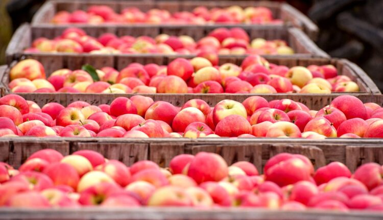 Как есть яблоки с кожурой или без кожуры