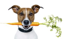 Wie man Hundefutter auswählt – Arten, Merkmale