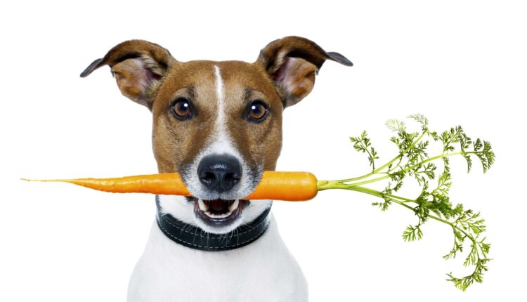 Как выбрать корм для собак – виды, особенности