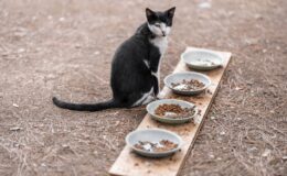 Кошка ест корм из миски
