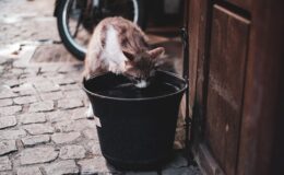 Кошка пьёт воду