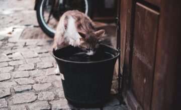Кошка пьёт воду