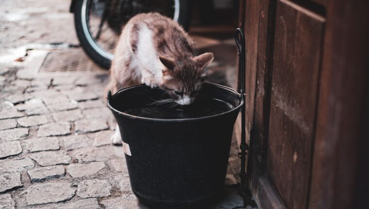 Кошка пьёт воду