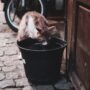 Кошка пьёт воду